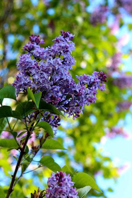 Lilac Syrup step 1