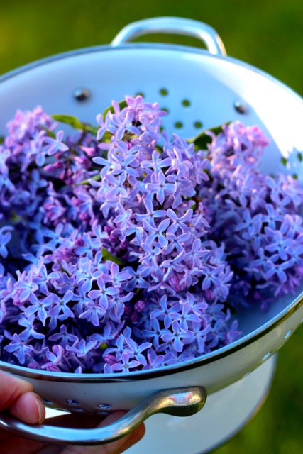 Lilac syrup step 2